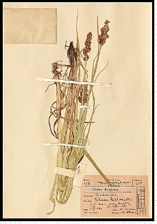Carex vulpina L.