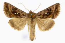 Autographa pulchrina