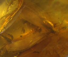 Isoptera