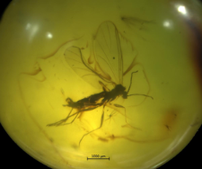 Diptera (Sciaroidea)