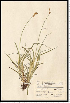 Carex leporina L.