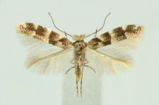Phyllonorycter agilella (Zeller, 1846)