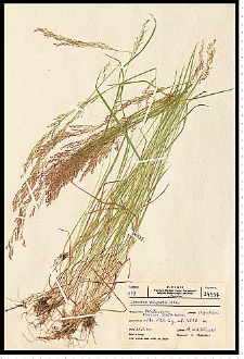 Agrostis capillaris L.