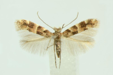 Phyllonorycter agilella (Zeller, 1846)