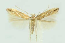 Phyllonorycter issikii (Kumata, 1963)
