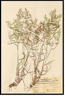 Apera spica-venti (L.) P. Beauv.