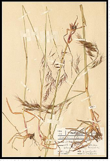 Avenula pubescens (Huds.) Dumort.