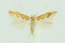 Phyllonorycter issikii (Kumata, 1963)