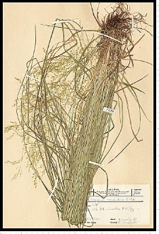 Deschampsia caespitosa (L.) P. Beauv.