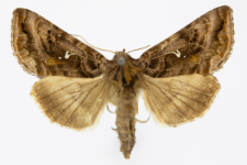 Autographa pulchrina