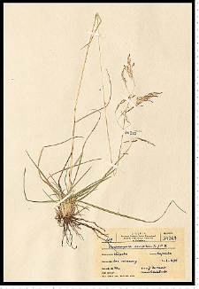 Deschampsia caespitosa (L.) P. Beauv.