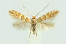 Phyllonorycter nicellii (Stainton, 1851)