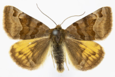 Euclidia glyphica