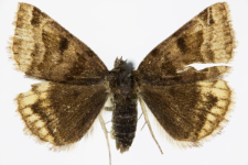 Euclidia glyphica