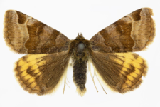 Euclidia glyphica