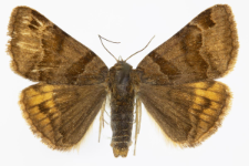 Euclidia glyphica