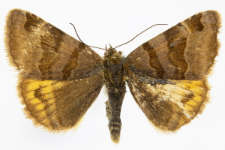 Euclidia glyphica
