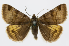 Euclidia glyphica