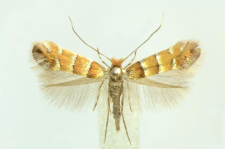Phyllonorycter klemannella (Fabricius, 1781)