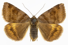 Euclidia glyphica