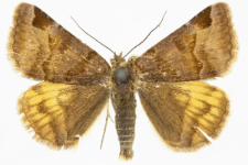 Euclidia glyphica