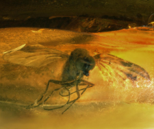 Diptera (Brachycera)