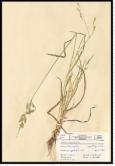 Bromus secalinus L.
