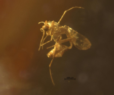 Diptera (Nematocera)