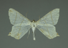 Ourapteryx sambucaria (Linnaeus, 1758)