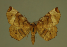 Selenia tetralunaria (Hufnagel, 1767)