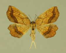 Epione vespertaria (Linnaeus, 1767)