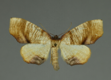 Plagodis dolabraria (Linnaeus, 1767)