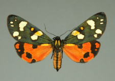 Callimorpha dominula (Linnaeus, 1758)