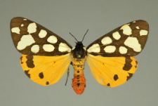 Arctia villica (Linnaeus, 1758)