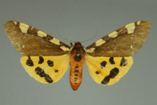 Arctia matronula (Linnaeus, 1758)