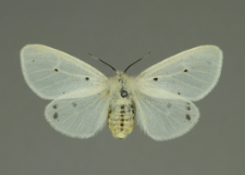 Diaphora mendica (Clerck, 1759)