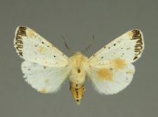 Spilosoma lubricipeda (Linnaeus, 1758)
