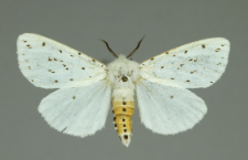 Spilosoma lubricipeda (Linnaeus, 1758)