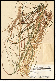 Calamagrostis canescens (Weber) Roth