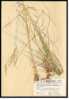 Calamagrostis canescens (Weber) Roth