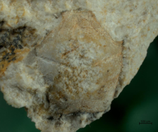 Goniodromites kubai
