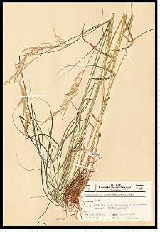 Calamagrostis canescens (Weber) Roth