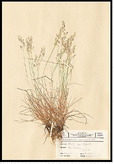 Calamagrostis canescens (Weber) Roth