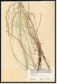 Calamagrostis stricta (Timm) Koeler