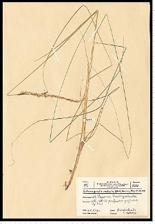 Calamagrostis stricta (Timm) Koeler