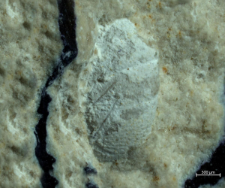 Goniodromites species