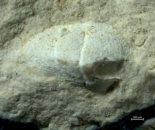 Goniodromites species