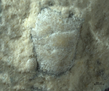 Goniodromites species