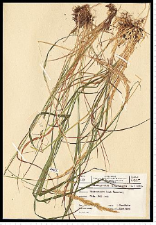 Calamagrostis arundinacea (L.) Roth