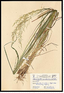 Calamagrostis arundinacea (L.) Roth